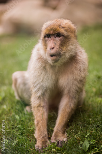 A young adult macaque barbary sits in the grass and eats leaves at lunch  and during this  he pays close attention to the tourists