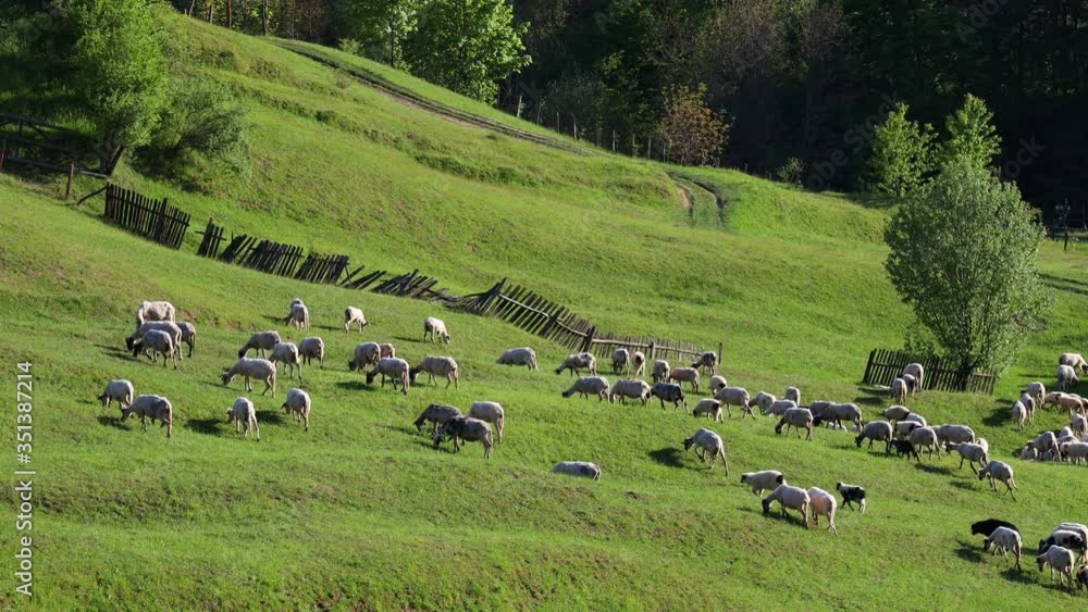 4k video of lambs grazing on field. Beautiful rural landscape
4k video of lambs grazing on field. Beautiful rural landscape