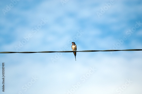 swallow sitting on a wire © Roman