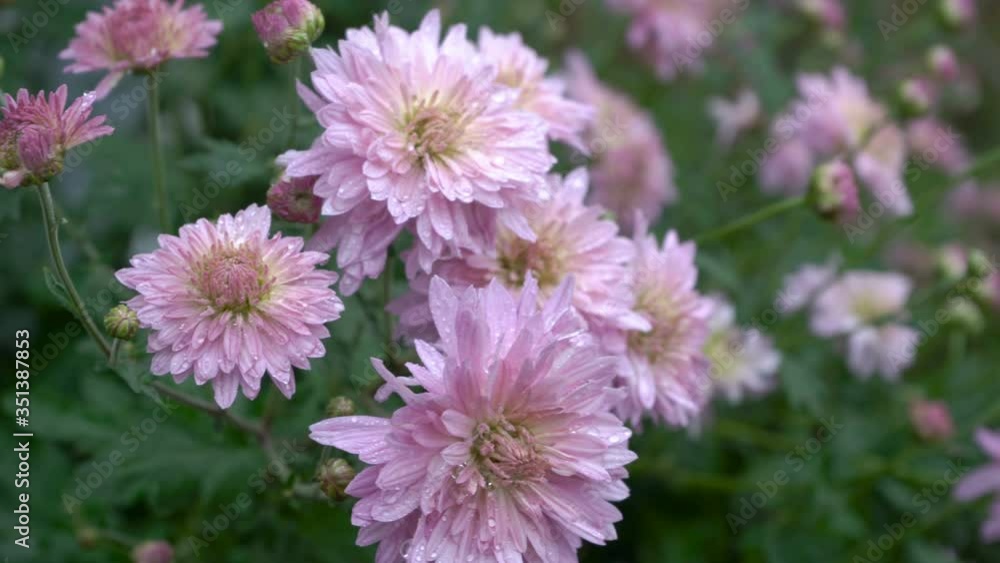 pink chrysanthemum flowers,autumn flowers in the garden the wind blows slowly pink chrysanthemum flowers,autumn flowers in the garden the wind blows slowly