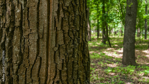 Oak tree bark. Blur forest background. Texture background. Macro shooting, closeup