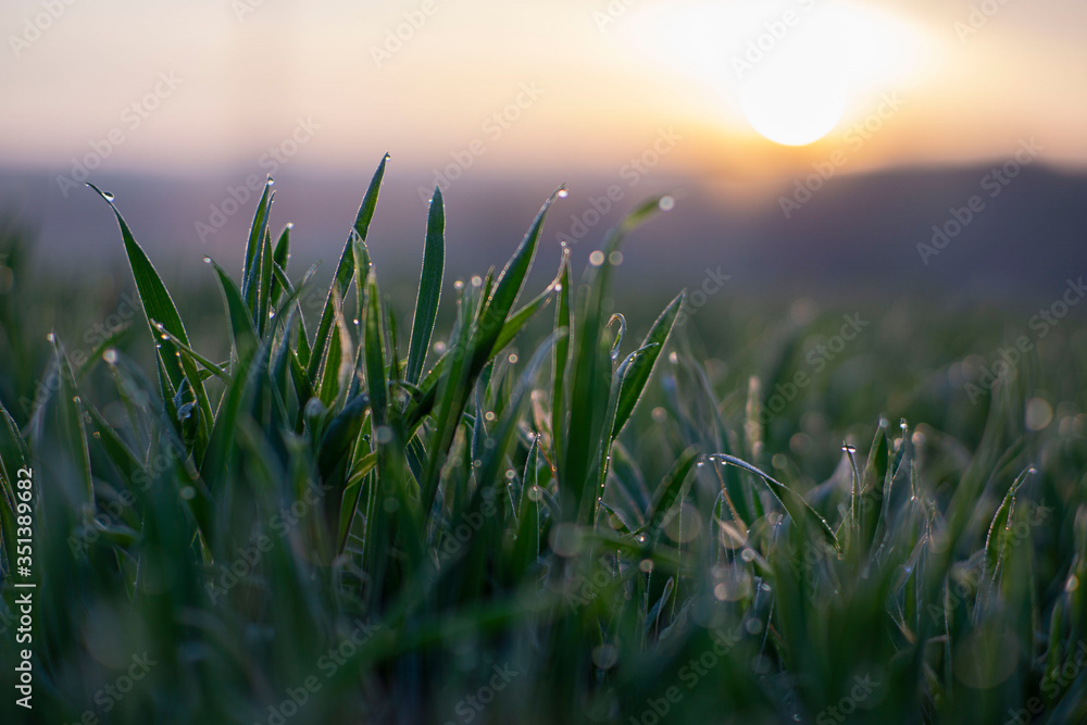 Spring grass drops with bokeh from sunrise