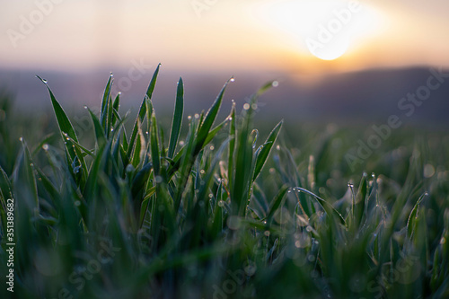 Spring grass drops with bokeh from sunrise