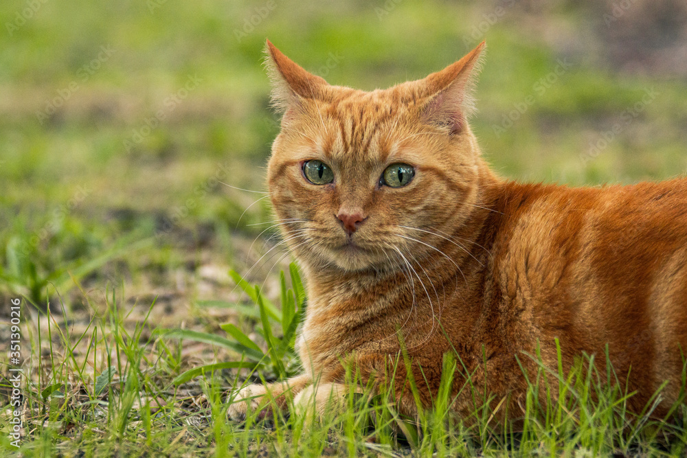 Orange Tabby cat on grass
