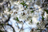 blooming pear  branch,romantic spring background