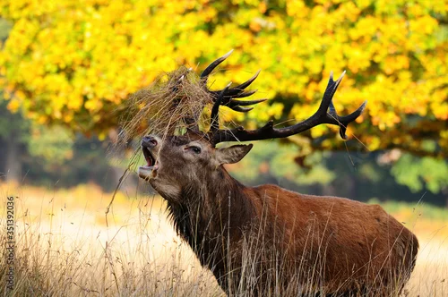 Fototapeta Jeleń szlachetny na rykowisku