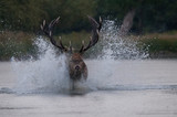 jeleń szlachetny pędzący po wodzie