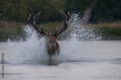 jeleń szlachetny pędzący po wodzie photo
