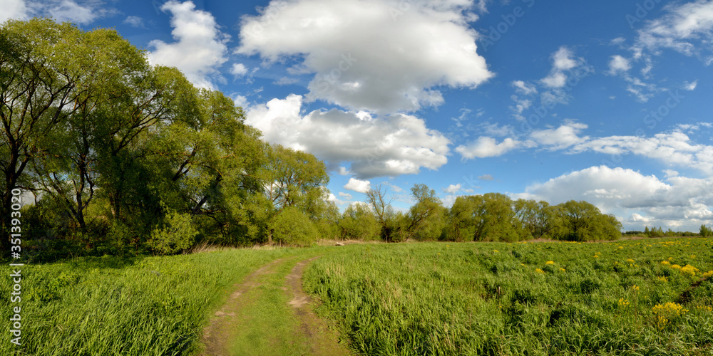 Fototapeta premium Spring walks in the woods and fields. 