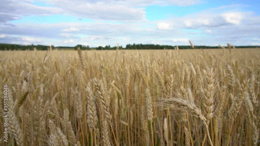 close up of grain spikelets on a wheat field waving in the wind against a blue sky close up of grain spikelets on a wheat field waving in the wind against a blue sky