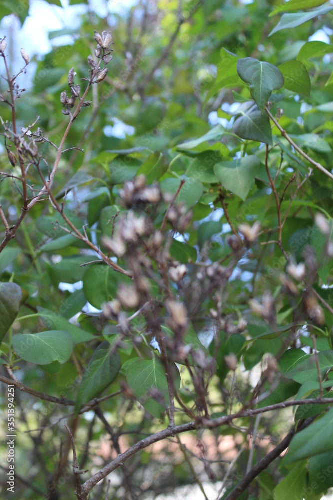 green leaves on a branch