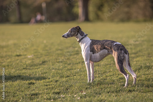 Whippet profile in a field