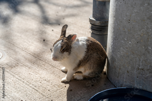 Cute wild rabbits on Okunoshima ( Rabbit Island ). Numerous feral rabbits that roam the island, they are rather tame and will approach humans. Hiroshima, Japan photo