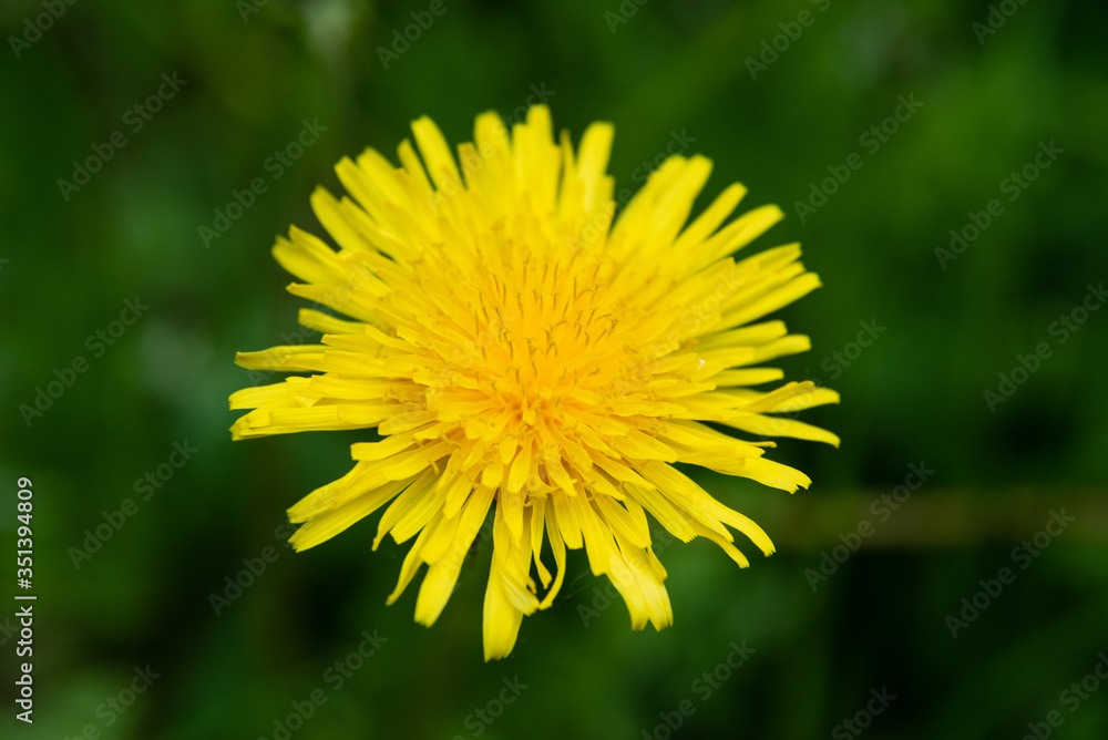 macro photo of a yellow dandelion
macro photo of a yellow dandelion