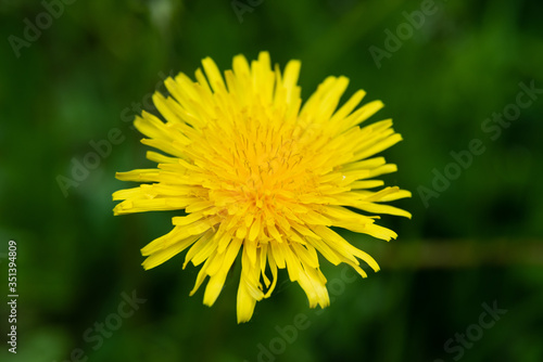  macro photo of a yellow dandelion
