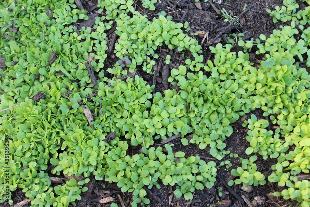 green moss background green moss background