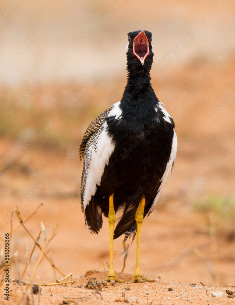 Obraz premium Bird calling in Kalahari South Africa