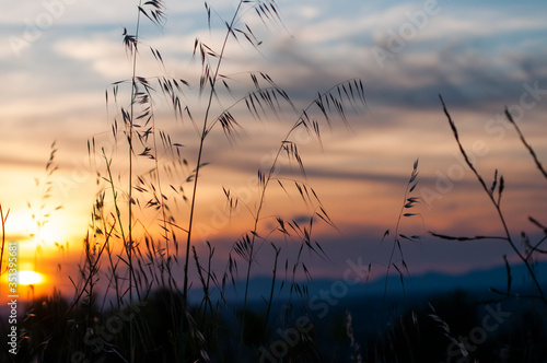 Atardecer sobre plantas secas