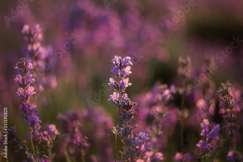 Lavender close-up on a blurry background. Selective and soft focus. The lavender field blooms in summer. Image of lavender with a copy of the space for prints  decor  Wallpaper  posters.