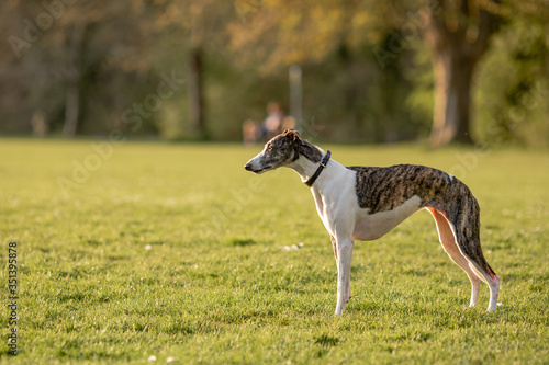 A whippet in the park