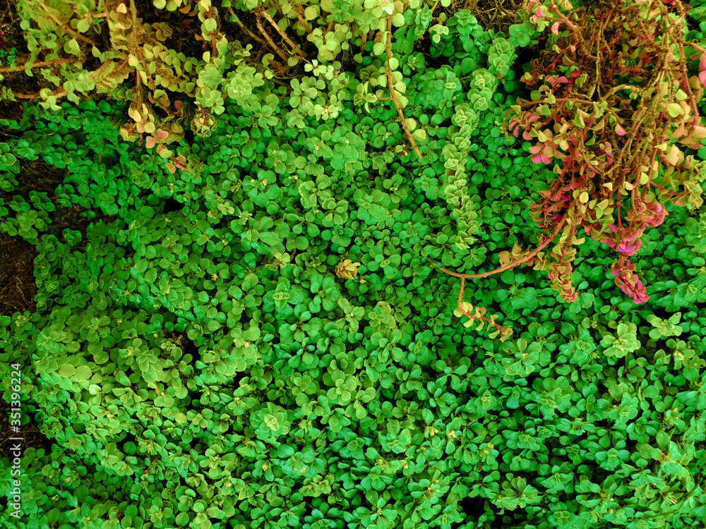 Fototapeta premium Green leafs photograph