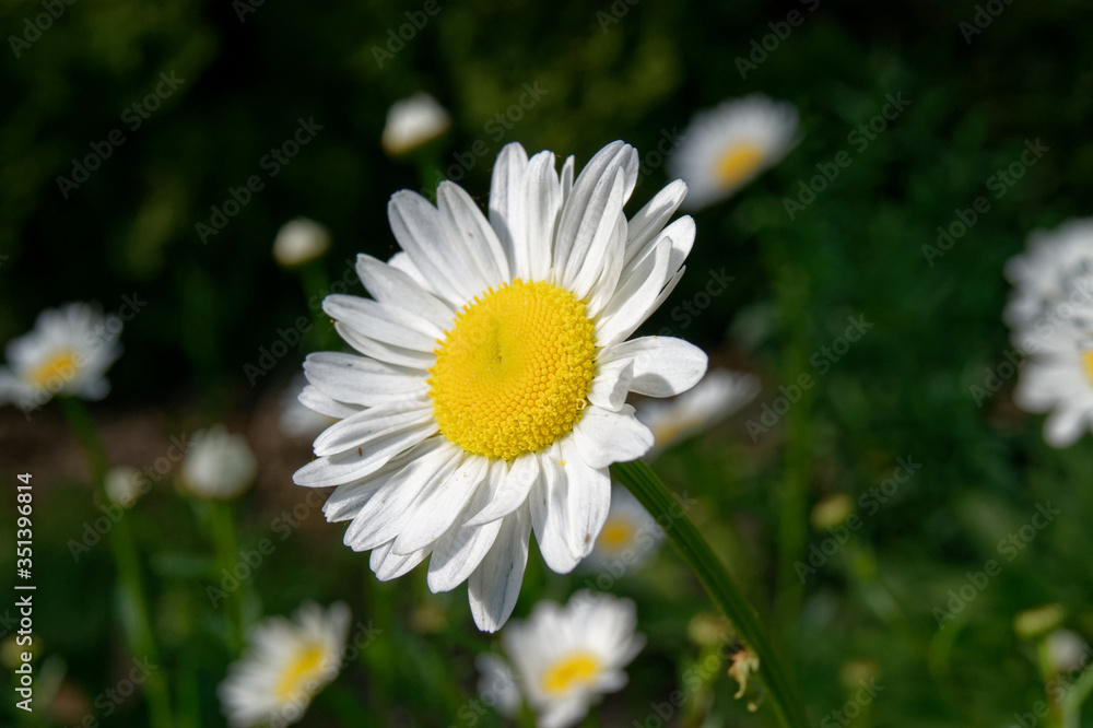 Leucanthemum vulgare, commonly known as the oxeye or dog dais Leucanthemum vulgare, commonly known as the oxeye or dog dais