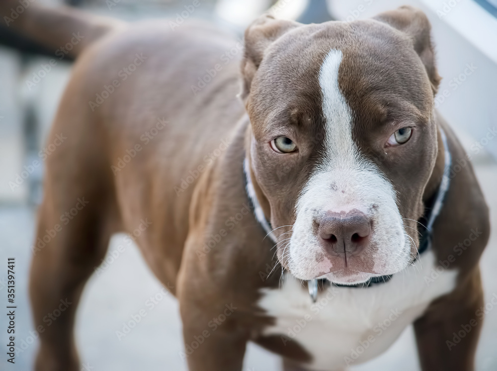 Miniature american bulldog puppy close up portrait