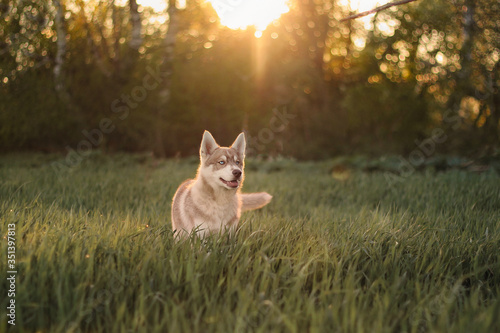 red husky at sunset