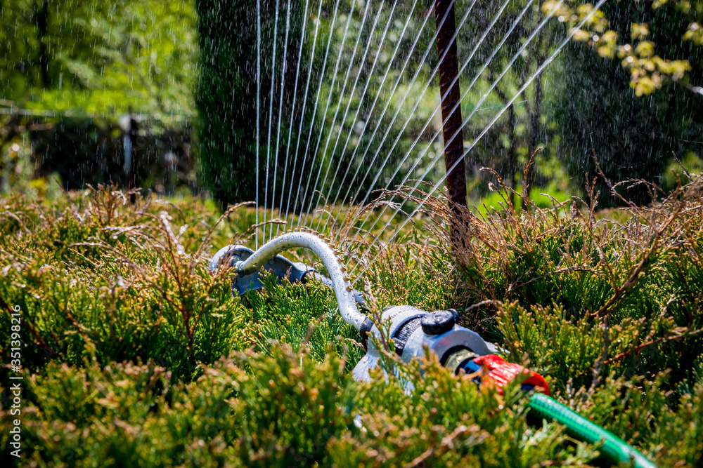 Sprinkler grass irrigation. Soil irrigation with water in the garden, the concept of care for the beauty of the garden, allotment season. Gardener cares for proper moisturizing of the soil.