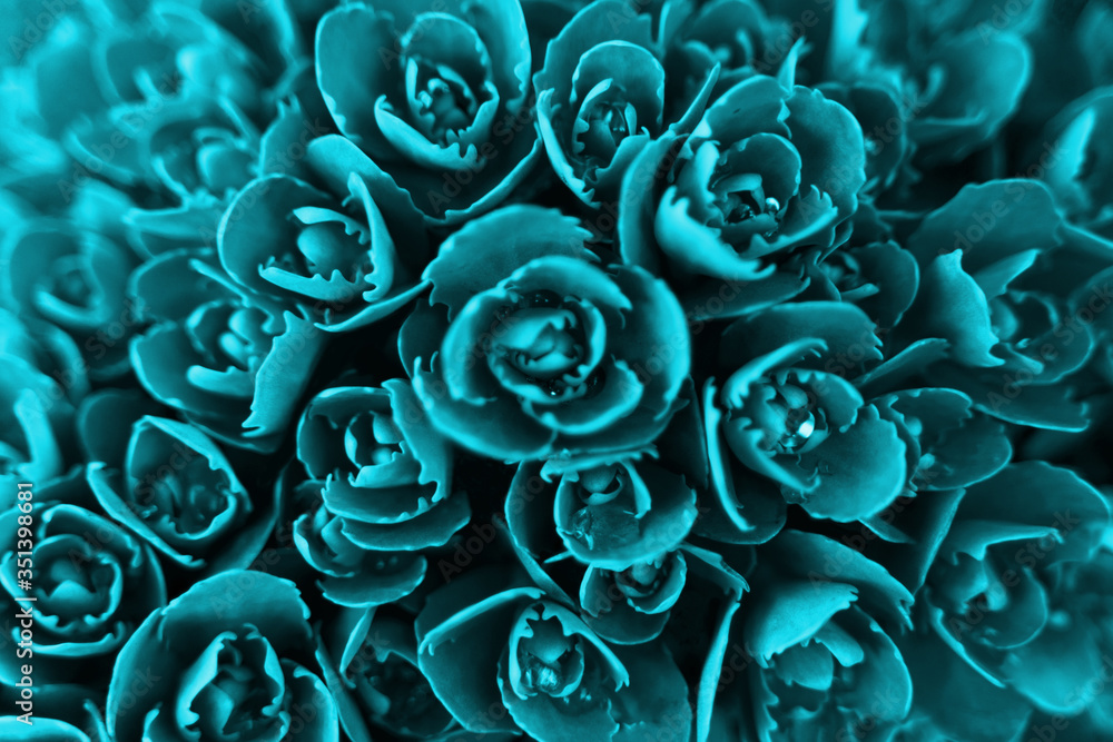 stonecrop green Plant with aqua drops Macro stonecrop green Plant with aqua drops Macro