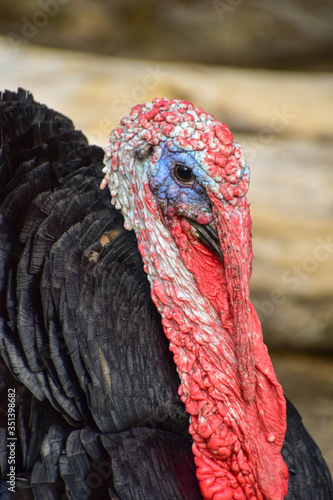 turkey head in a field