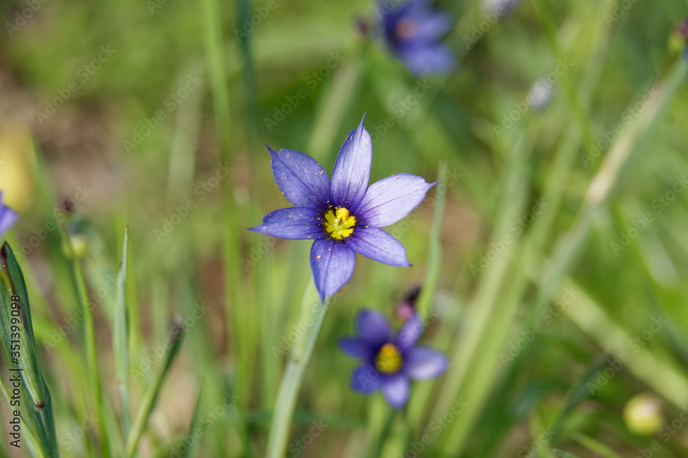 Fototapeta premium Sisyrinchium angustifolium commonly known as narrow-leaf blue-eyed-grass