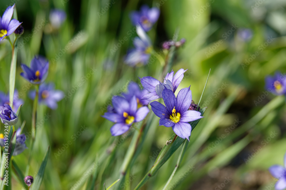 Sisyrinchium angustifolium commonly known as narrow-leaf blue-eyed-grass Sisyrinchium angustifolium commonly known as narrow-leaf blue-eyed-grass