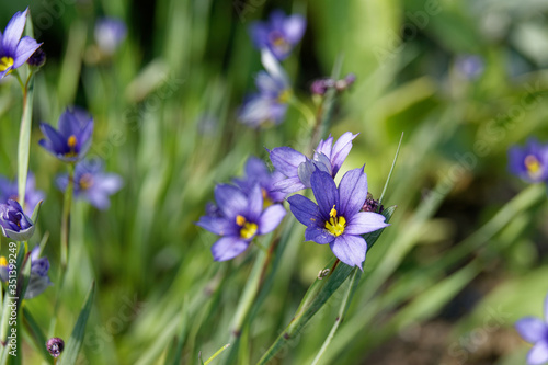 Sisyrinchium angustifolium commonly known as narrow-leaf blue-eyed-grass