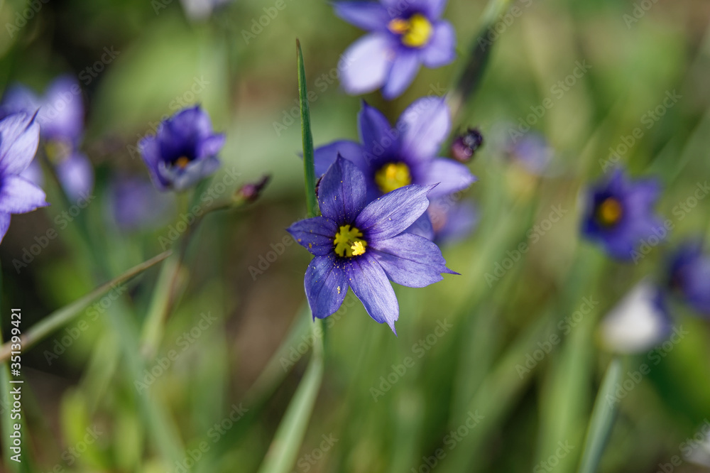 Sisyrinchium angustifolium commonly known as narrow-leaf blue-eyed-grass Sisyrinchium angustifolium commonly known as narrow-leaf blue-eyed-grass