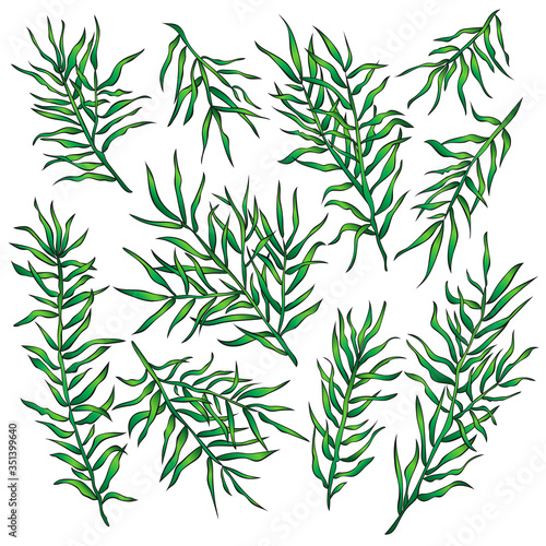Fototapeta Naklejka Na Ścianę i Meble -  Collection of the green plants on white. Vector illustration.