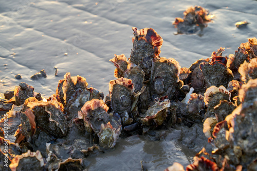 Photography close up of oysters against evening sunlight in the mud flats of the wadden sea