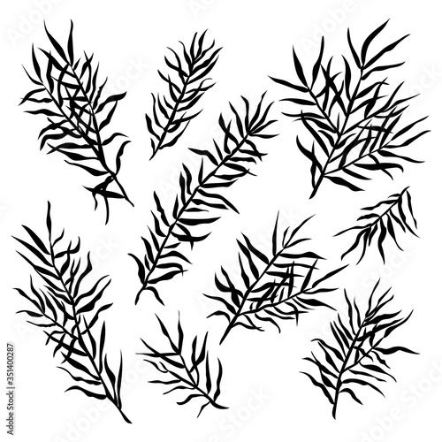 Collection of the black plants on white. Vector illustration.