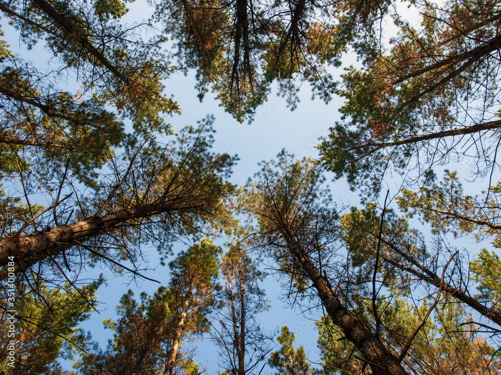 Fototapeta premium Copas de Arboles 