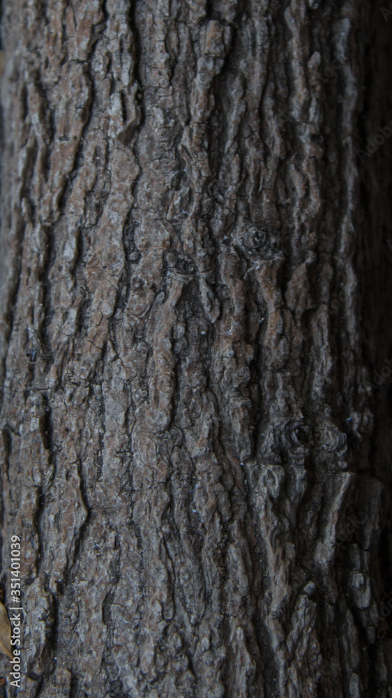 Wood texture Bark tree close up background