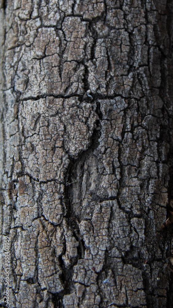 Fototapeta premium Wood texture Bark tree close up background