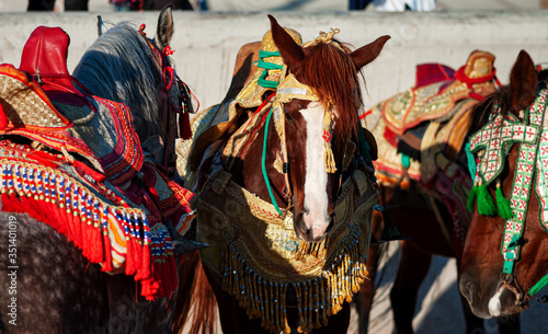 portrait of Moroccan Fantasia horses With traditional Moroccan harness photo