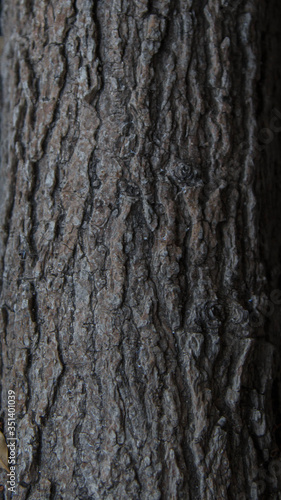 Wood texture Bark tree close up background © Joaqun
