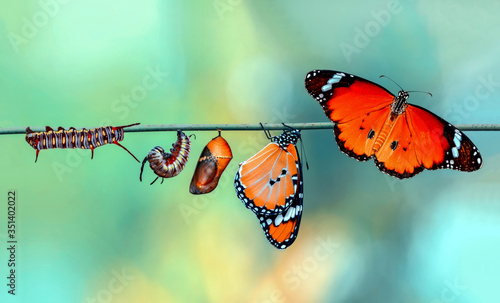 Amazing moment ,Monarch Butterfly, pupae and cocoons are suspended. Concept transformation of Butterfly