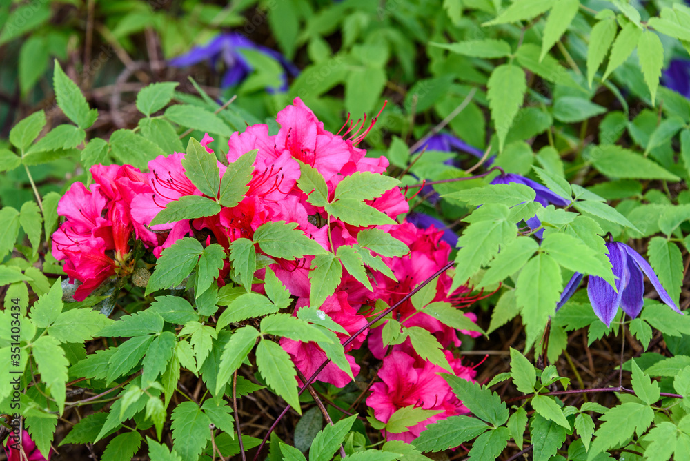 Clematis vines with green leaves and purple flowers overgrowing a blooming red azalea bush, as a nature background
Clematis vines with green leaves and purple flowers overgrowing a blooming red azalea bush, as a nature background