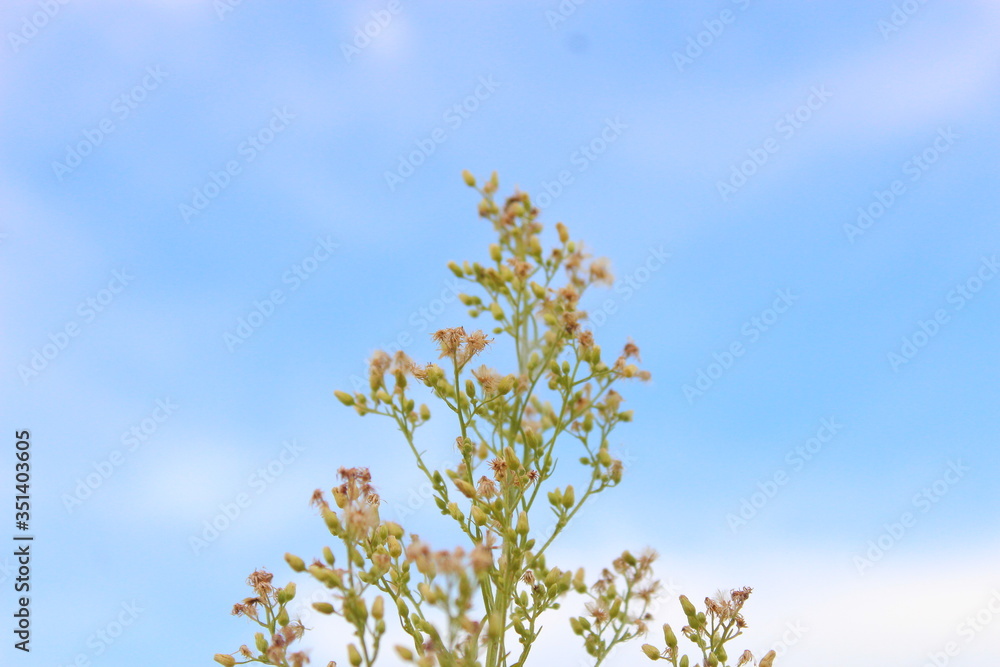 Macro foto de pequeñas flores con el cielo de fondo Macro foto de pequeñas flores con el cielo de fondo