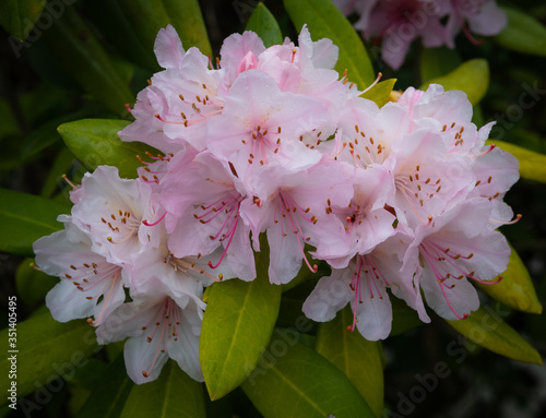 Pink bloom
