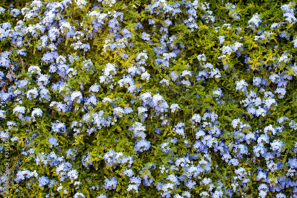 Fototapeta premium Colorful Live Romantic Flora Flowers and Leaves