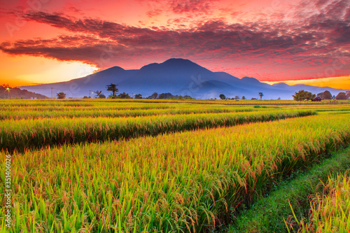 rice field view with brown and yellow color in the morning in north bengkulu, indonesia