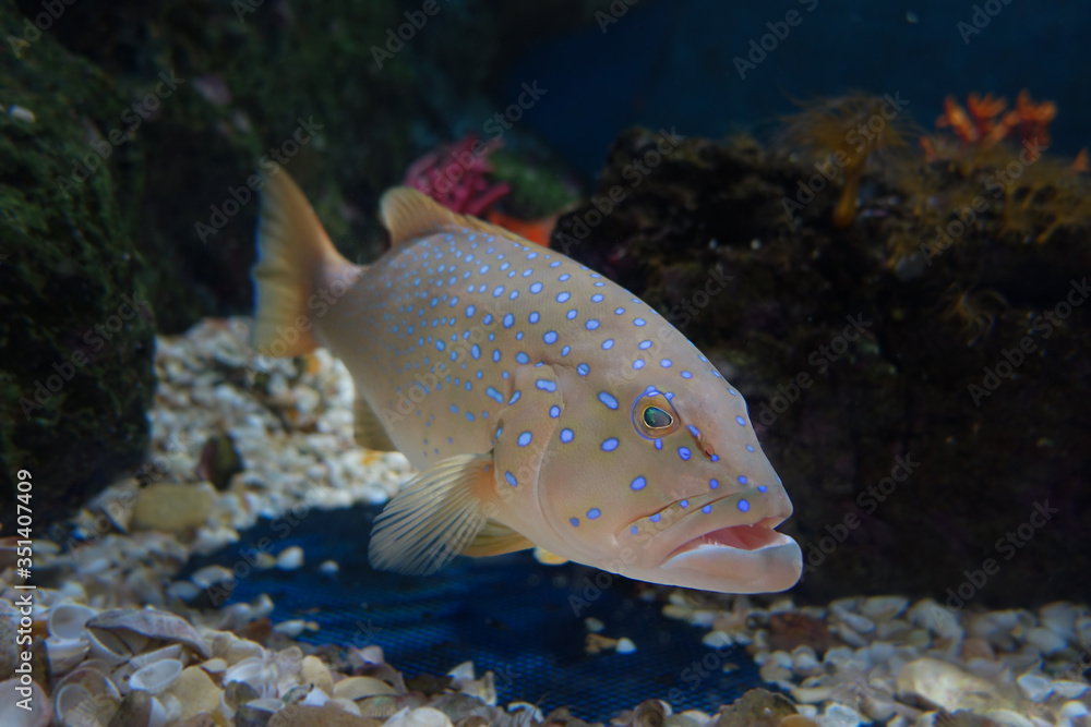 fish in aquarium fish in aquarium